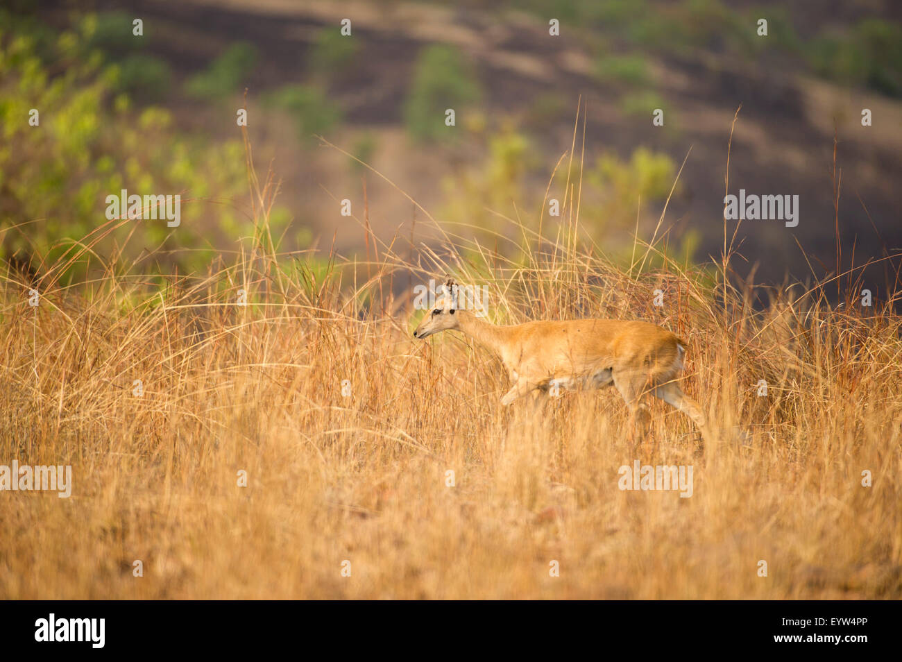 Oribi (Ourebia ourebi), Maze National Park, Ethiopia Stock Photo