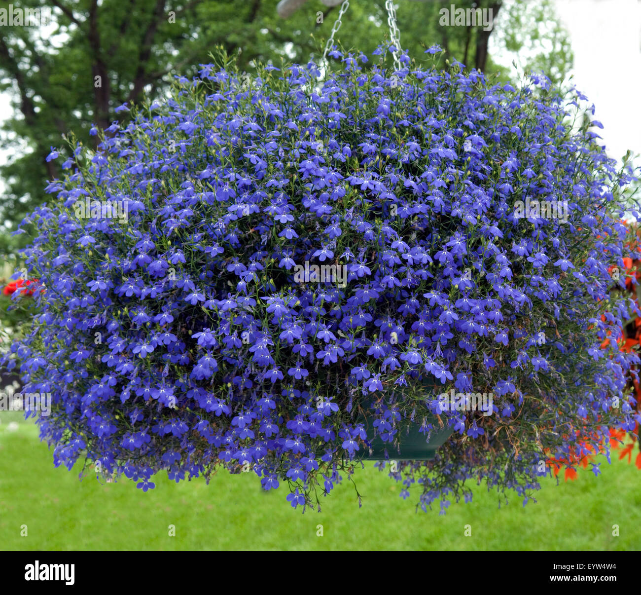 Lobelie; Lobelia erinus; Ampel Stock Photo