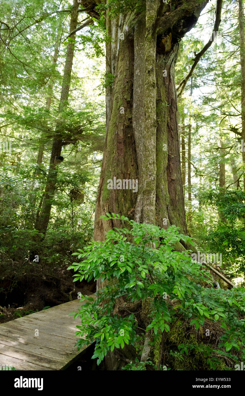 Large old growth evergreen tree on a trail through the coastal temperate rainforest in Tofino on Vancouver Island, BC, Canada Stock Photo