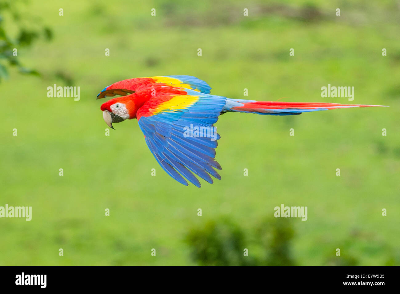 A Scarlet Macaw in flight Stock Photo