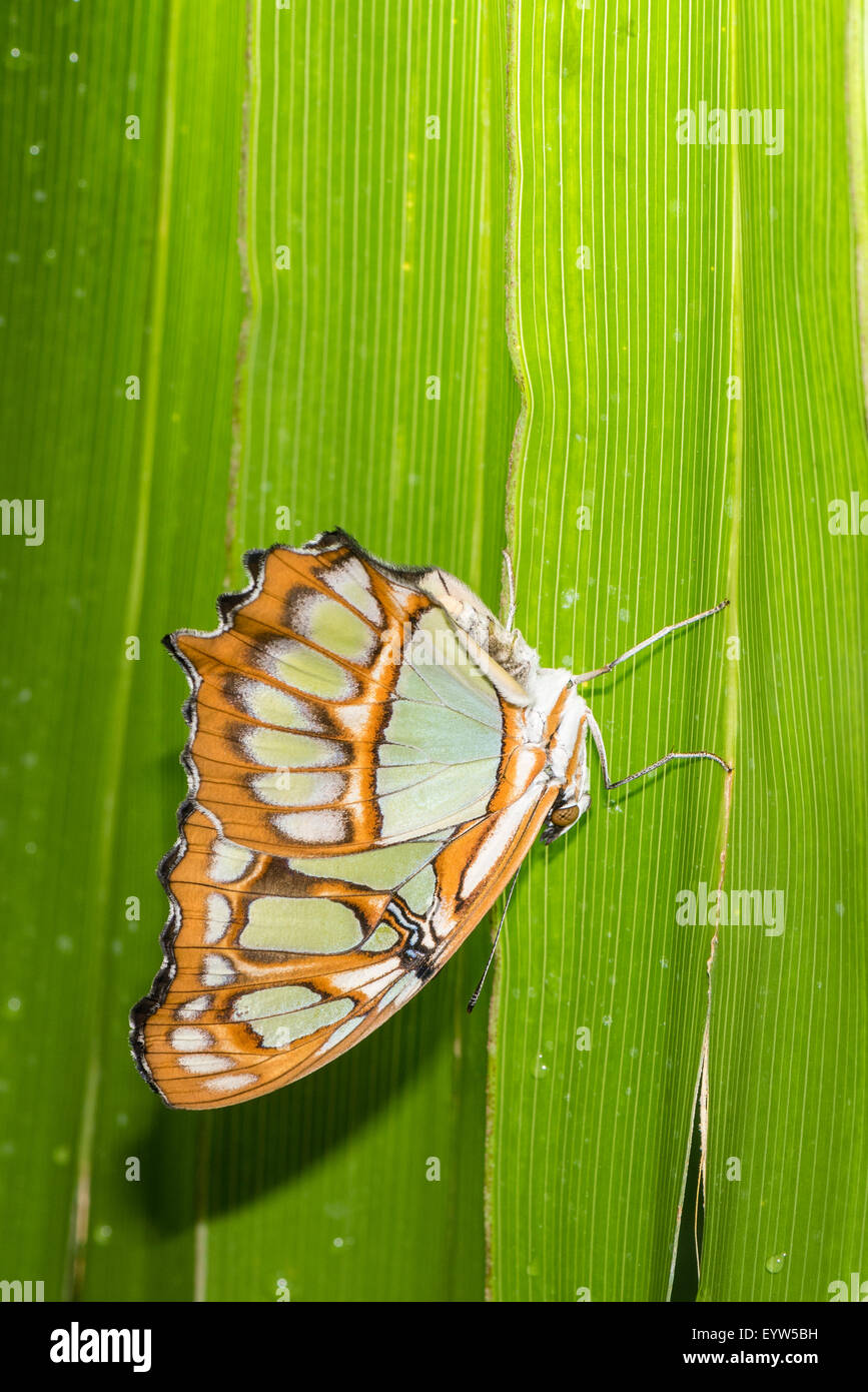 An adult Malachite butterfly at rest Stock Photo