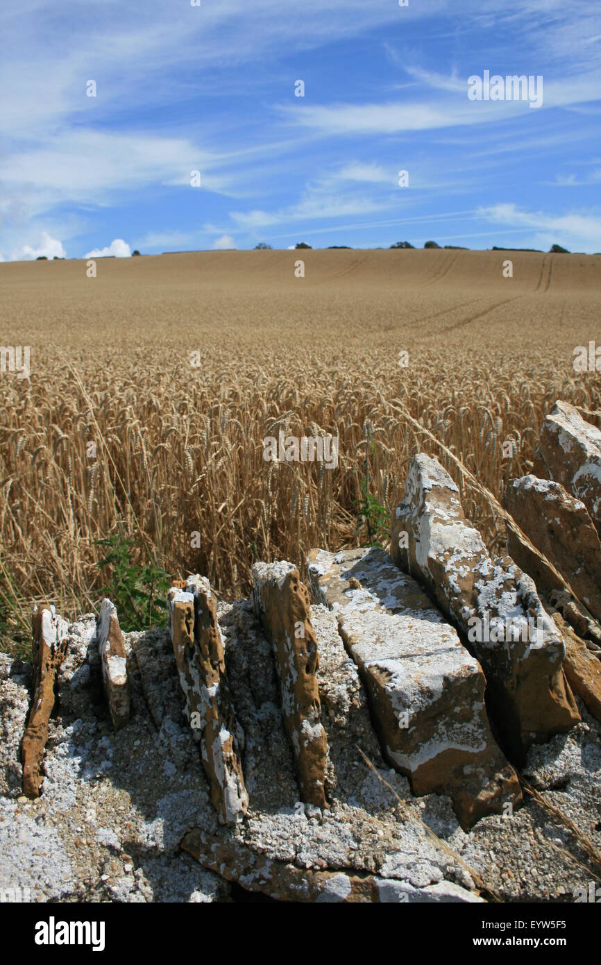 Wheat  field in summer,  near Chesil Beach, Dorset, England Stock Photo