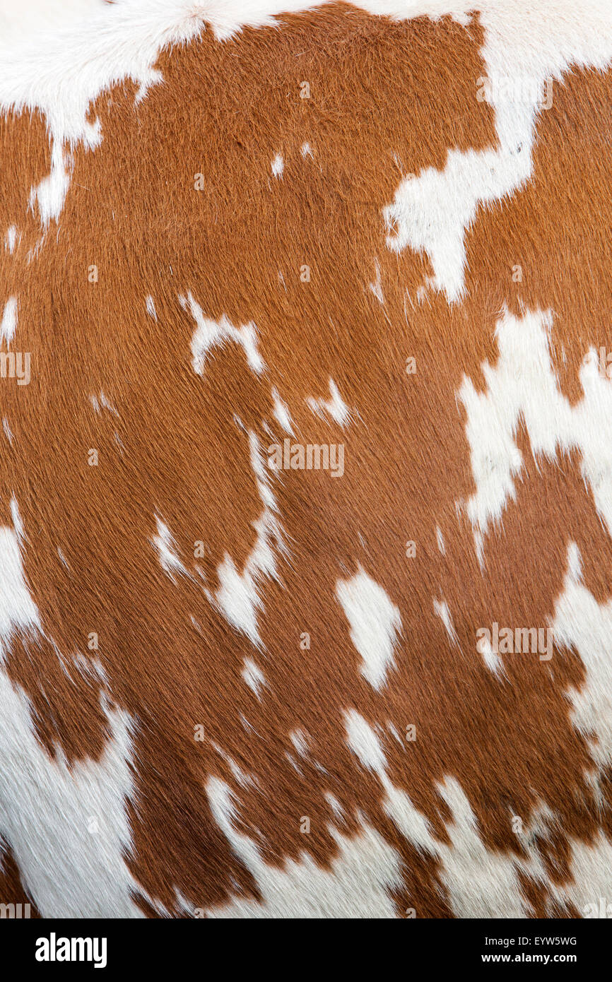 side of cow with reddish brown pattern on white hide Stock Photo