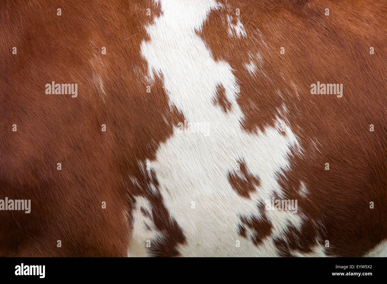 side of cow with white pattern on reddish brown hide Stock Photo