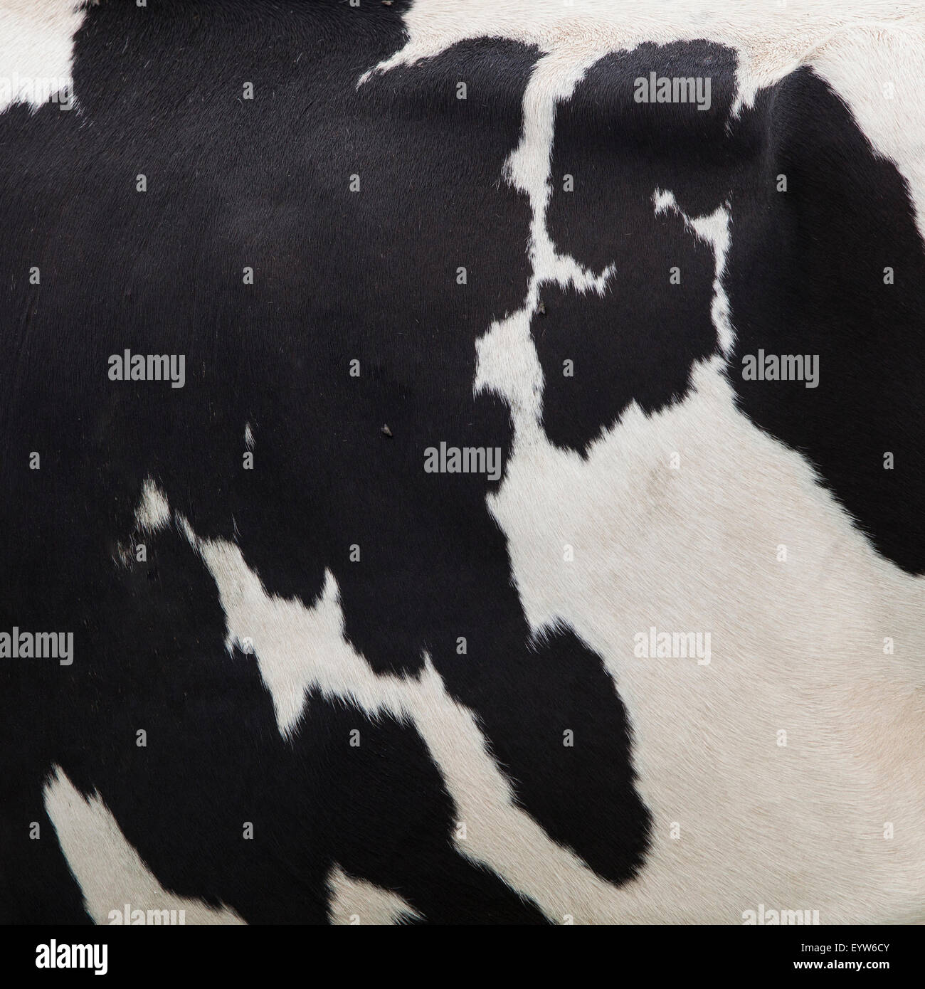 square picture of cow side with black and white pattern Stock Photo