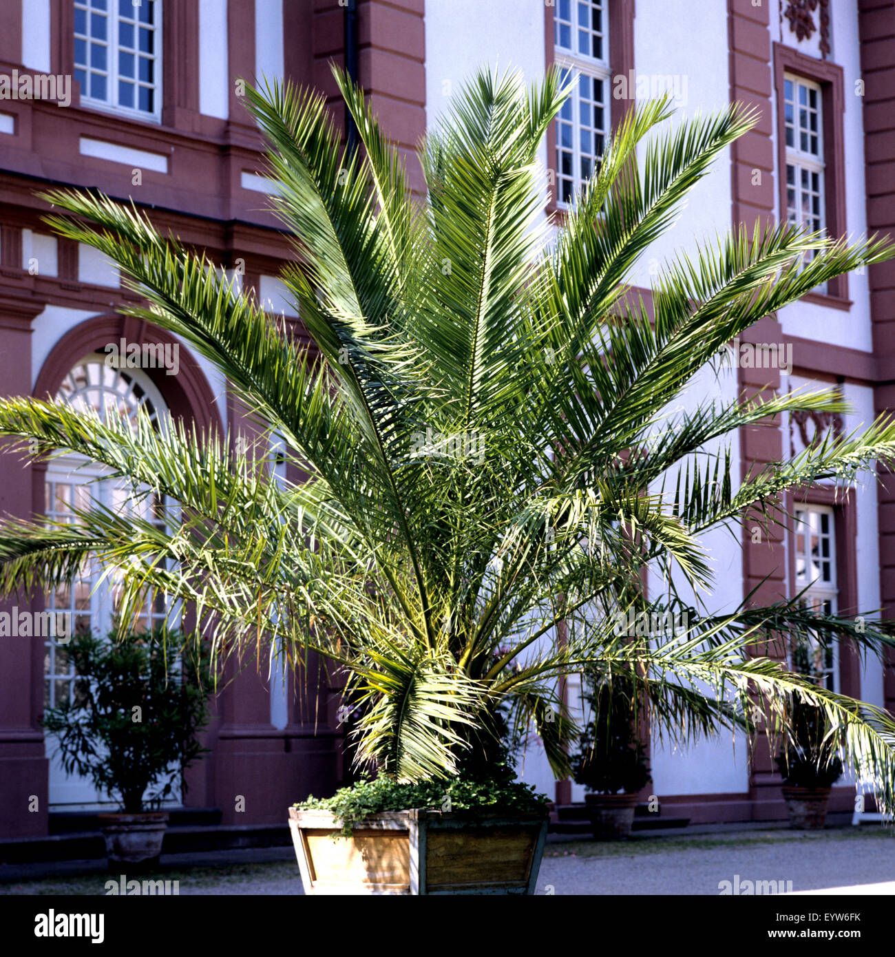 Phoenixpalme, Phoenix canariensis, Kanarische Dattelpalme Stock Photo
