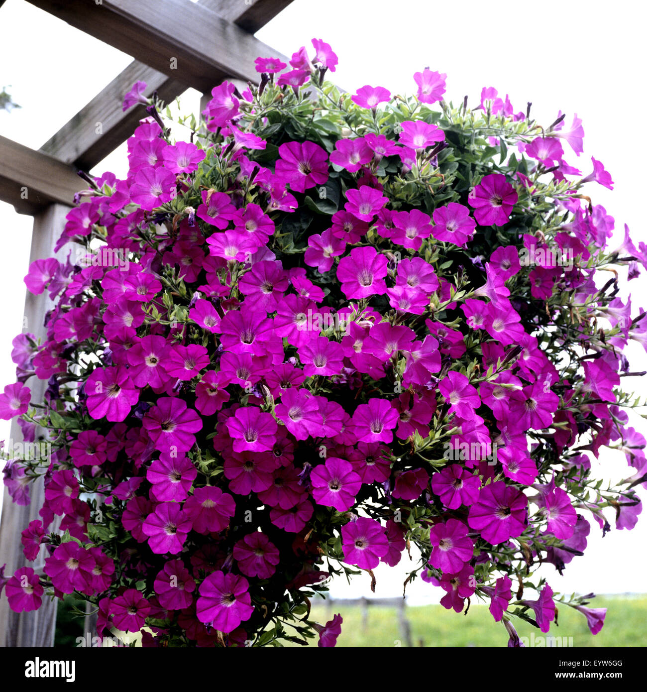 Ampel petunia is one of the popular types of garden flowers 63 Ampel petunia is one of the popular types of garden flowers 82