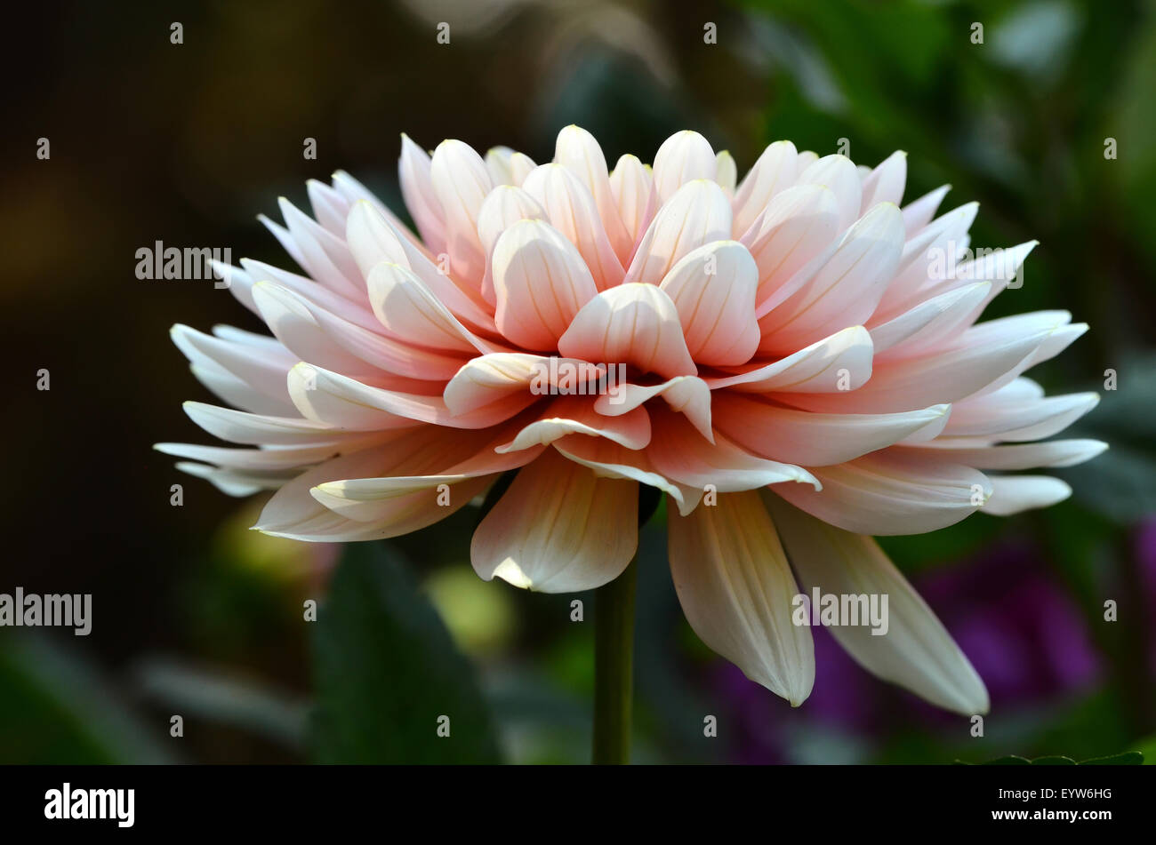 Beauty of blooming hi-res stock photography and images - Alamy