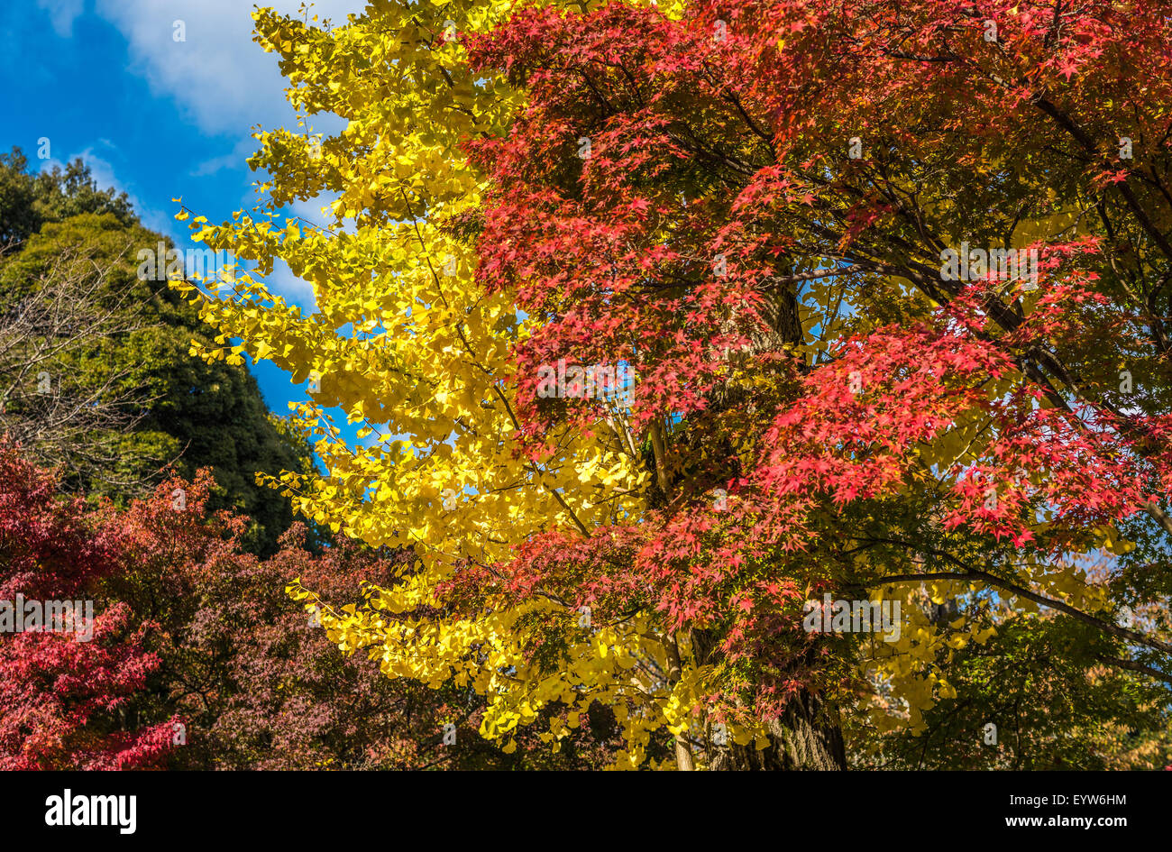 Green leaf japanese maple tree hi-res stock photography and images - Alamy
