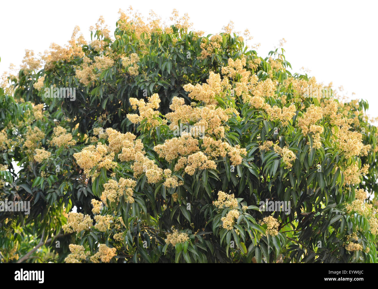 lychee flower in lychee orchardl Stock Photo Alamy