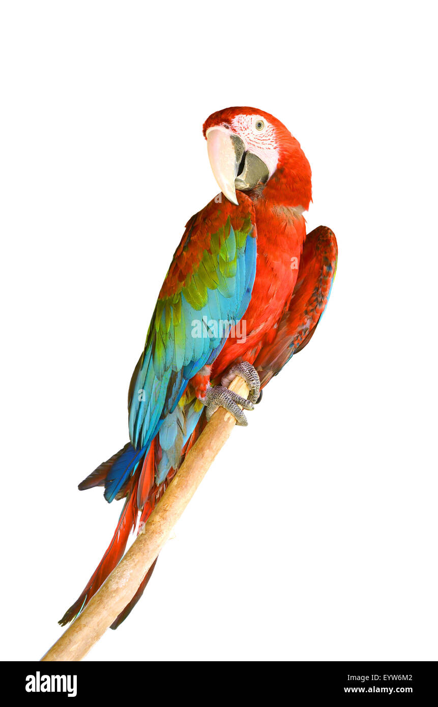 scarlet macaw or Ara macao Stock Photo