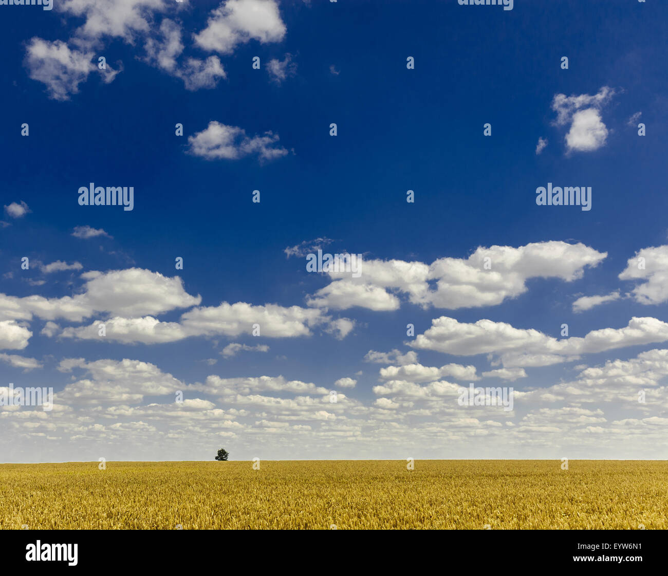 Large fields of wheat ready for harvesting under a summer sky Stock ...