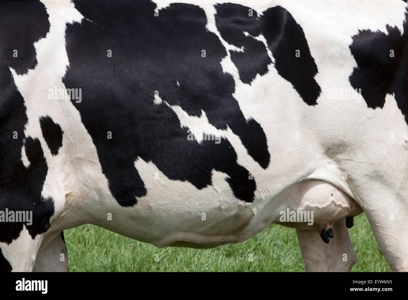 side of cow with black spots on white hide in green meadow Stock Photo