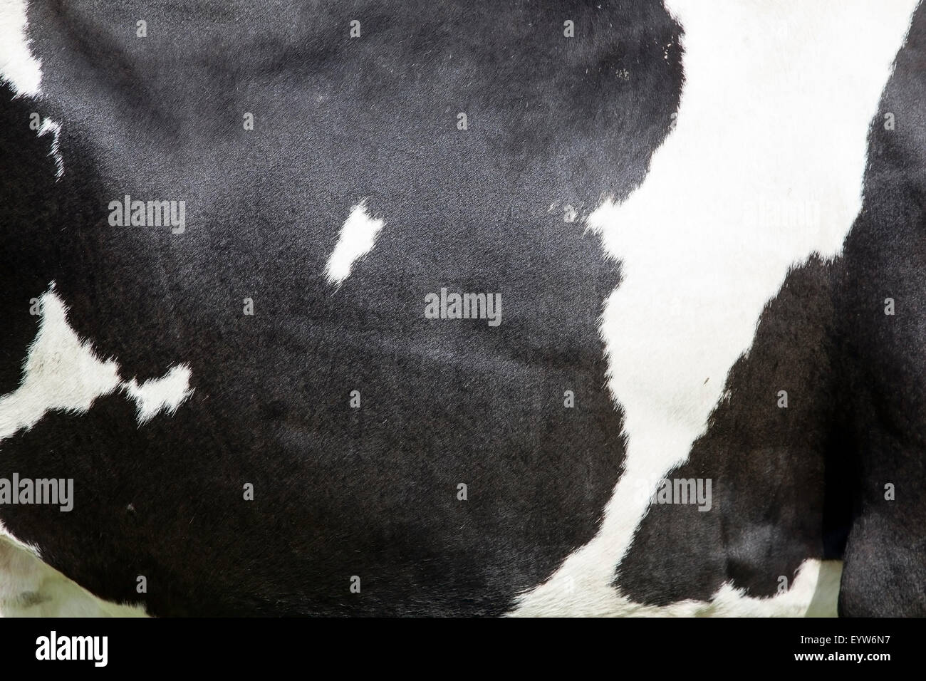 side of cow with large black spots on white hide Stock Photo - Alamy