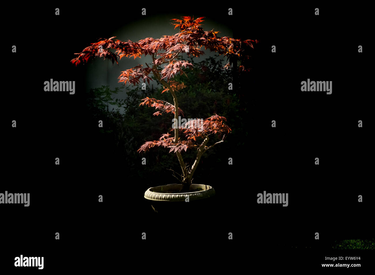 Little acer in the shade Stock Photo