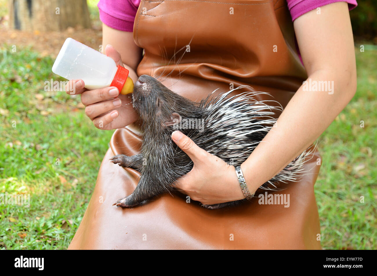 zookeeper take care and feeding baby porcupine Stock Photo