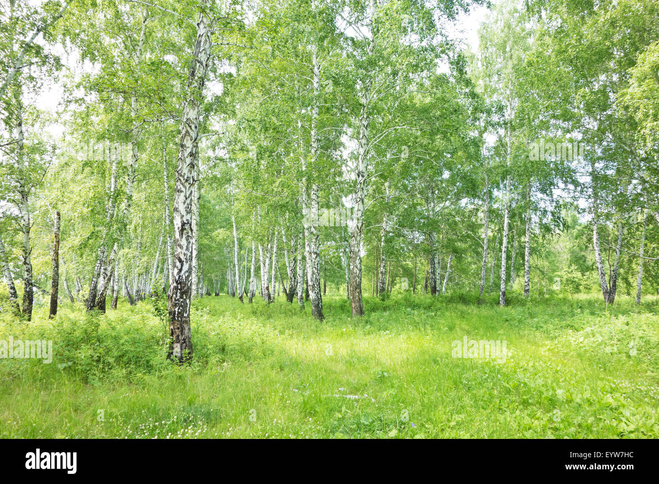 summer birch forest Stock Photo - Alamy