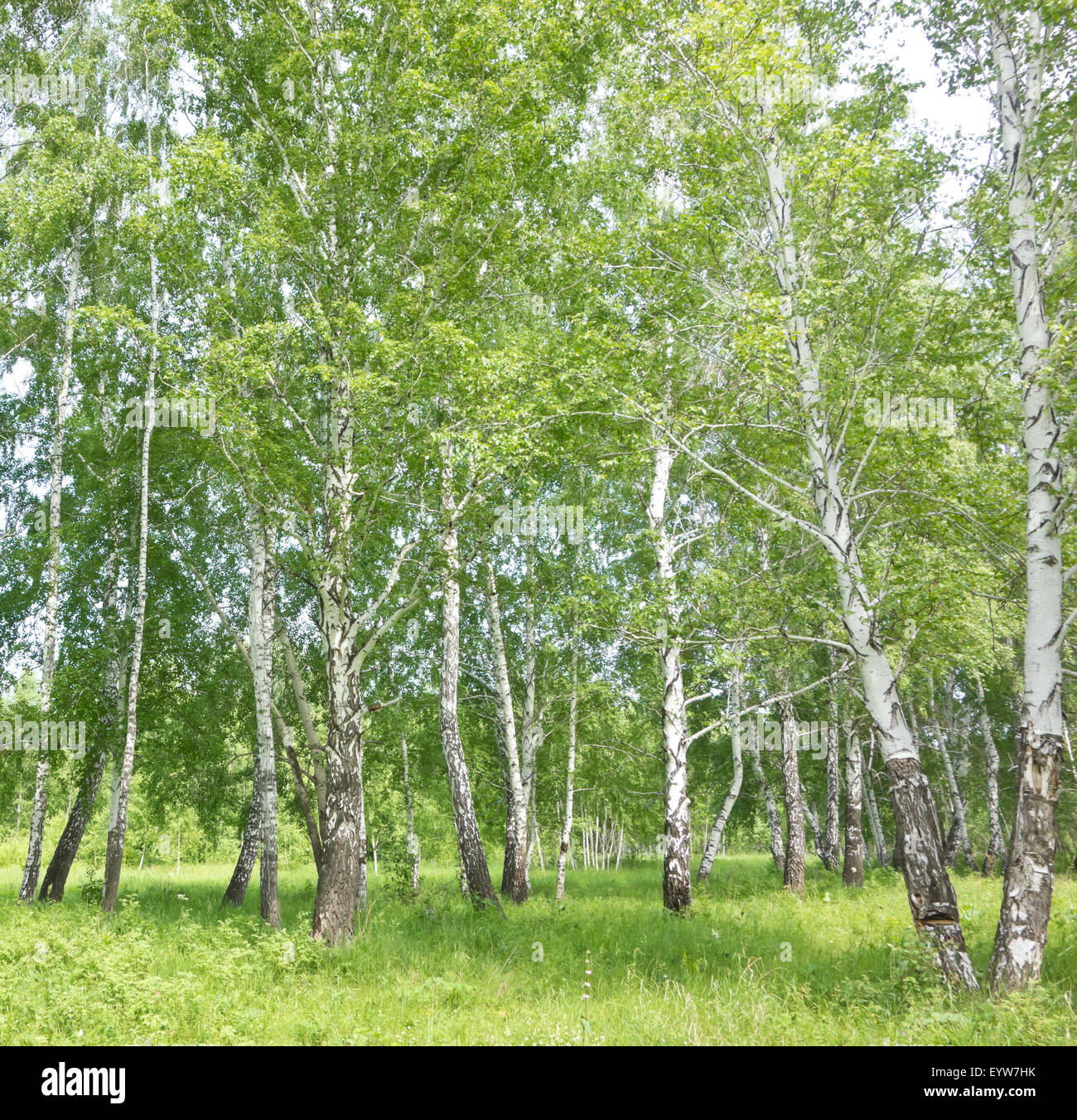 summer birch forest Stock Photo - Alamy