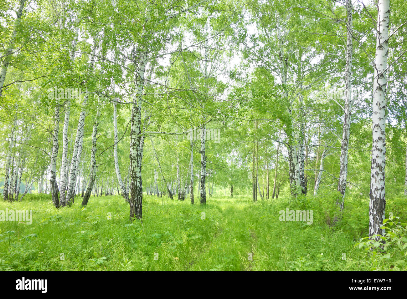 summer birch forest Stock Photo - Alamy