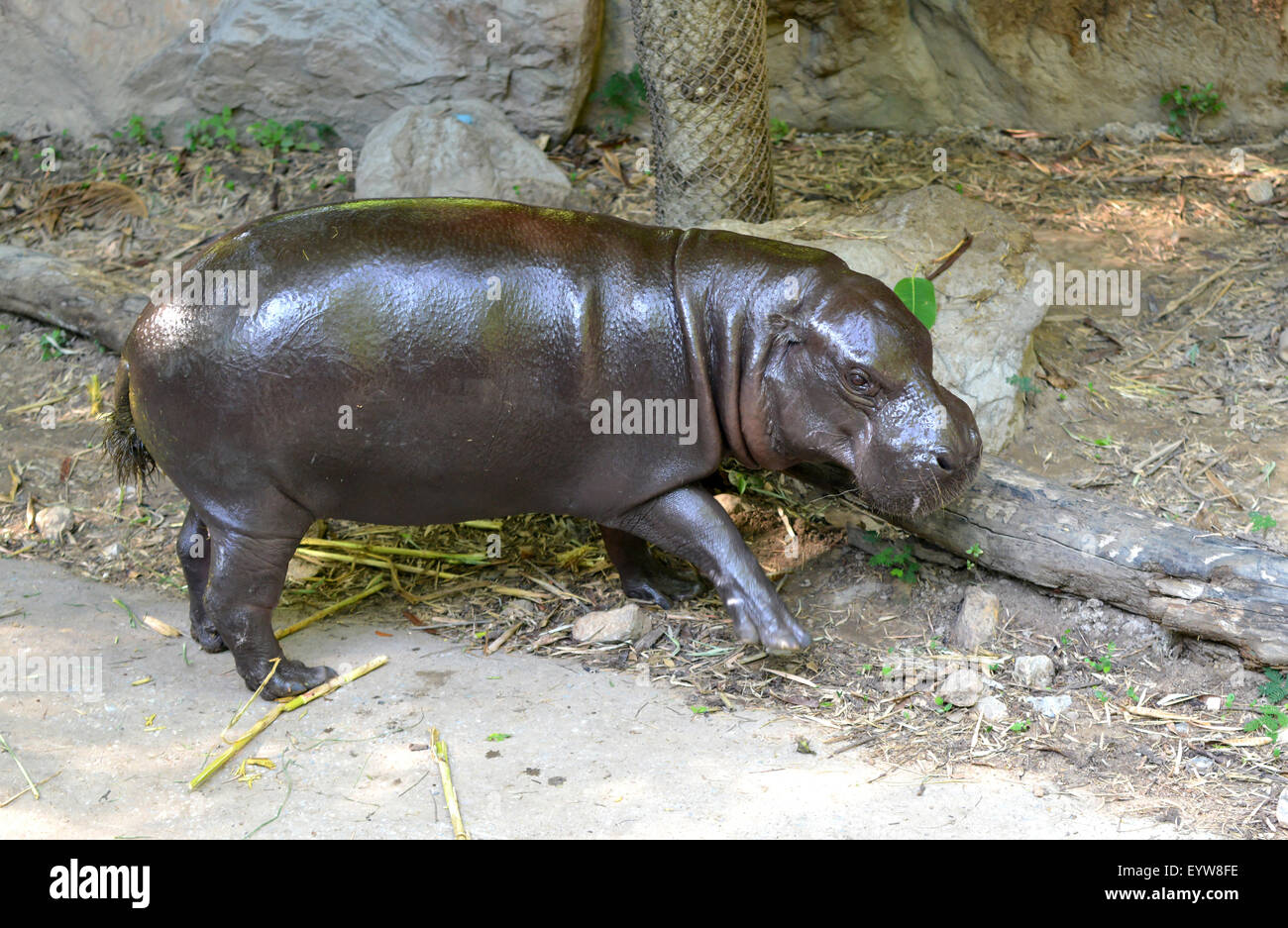 pygmy hippo in captive environment Stock Photo