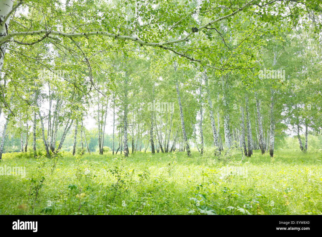 summer birch forest Stock Photo - Alamy