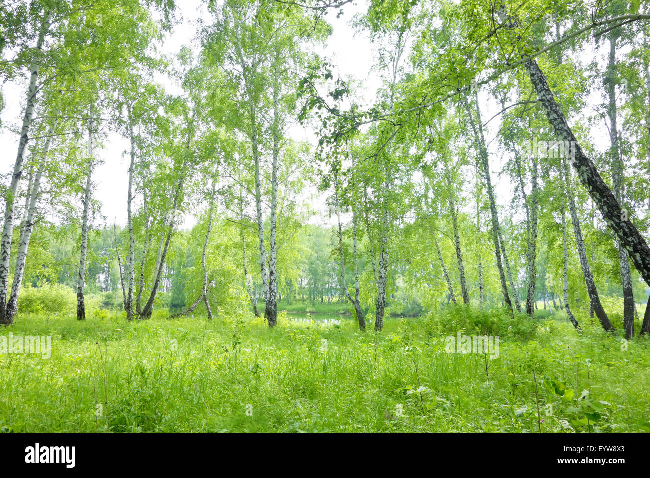 summer birch forest Stock Photo - Alamy