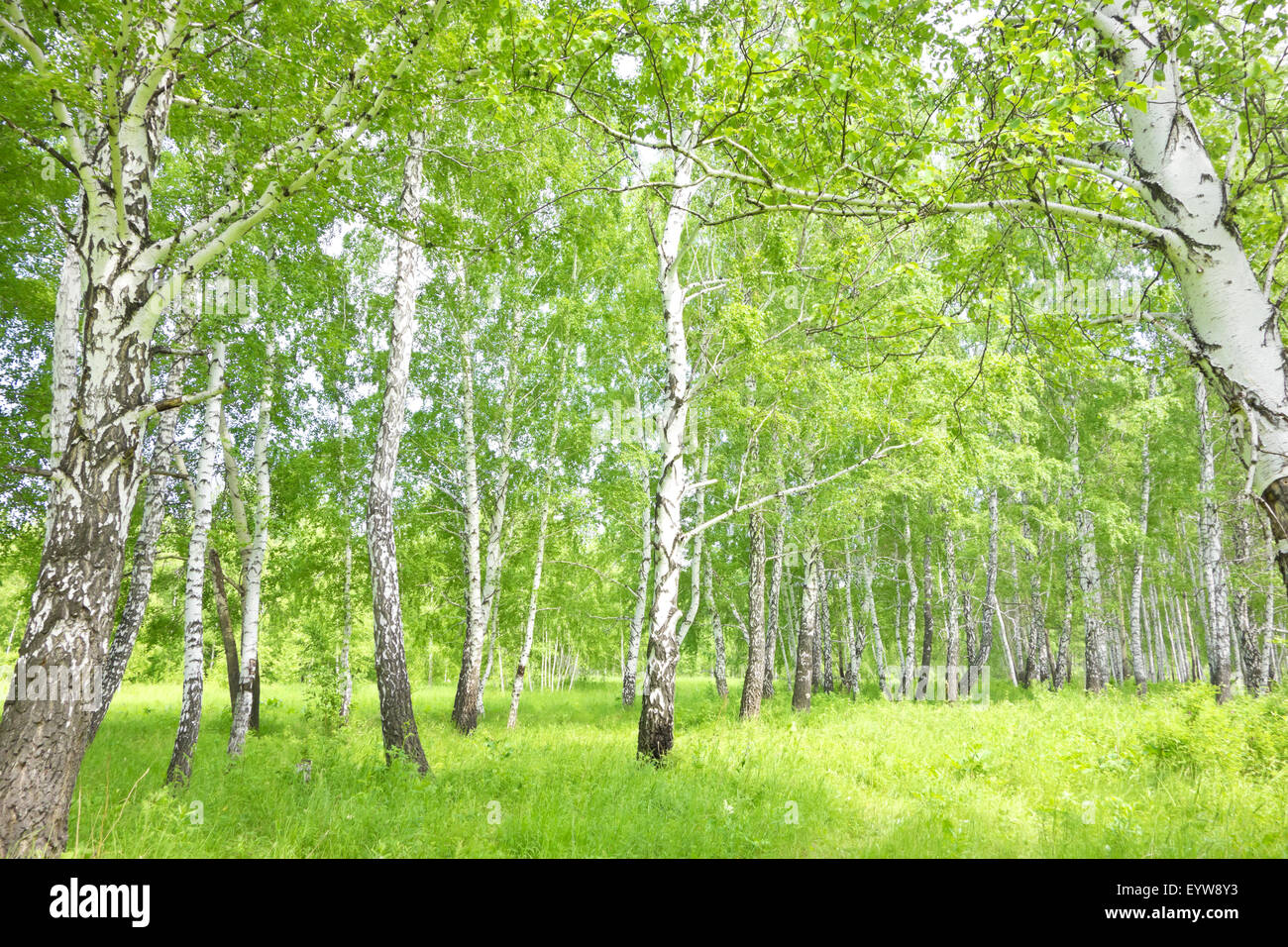 summer birch forest Stock Photo - Alamy