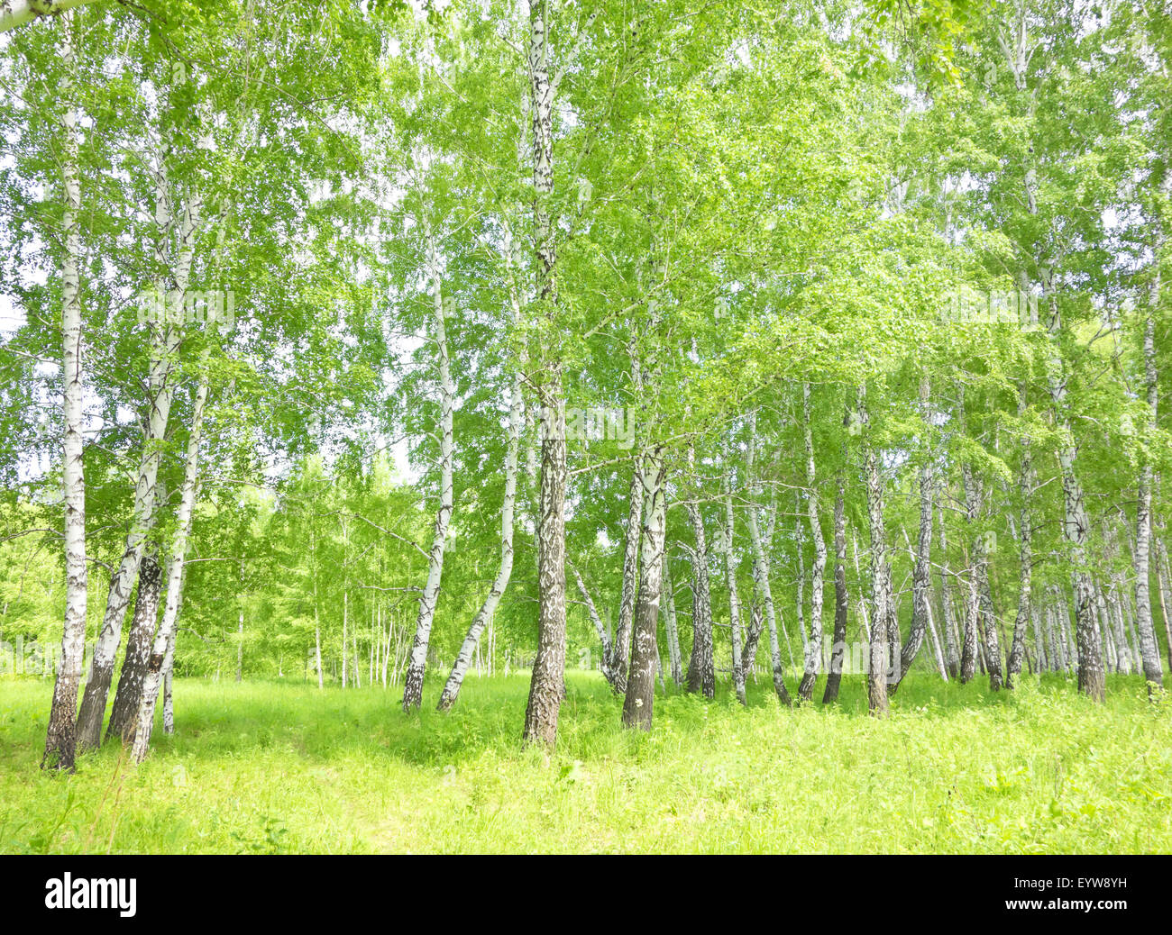 summer birch forest Stock Photo - Alamy