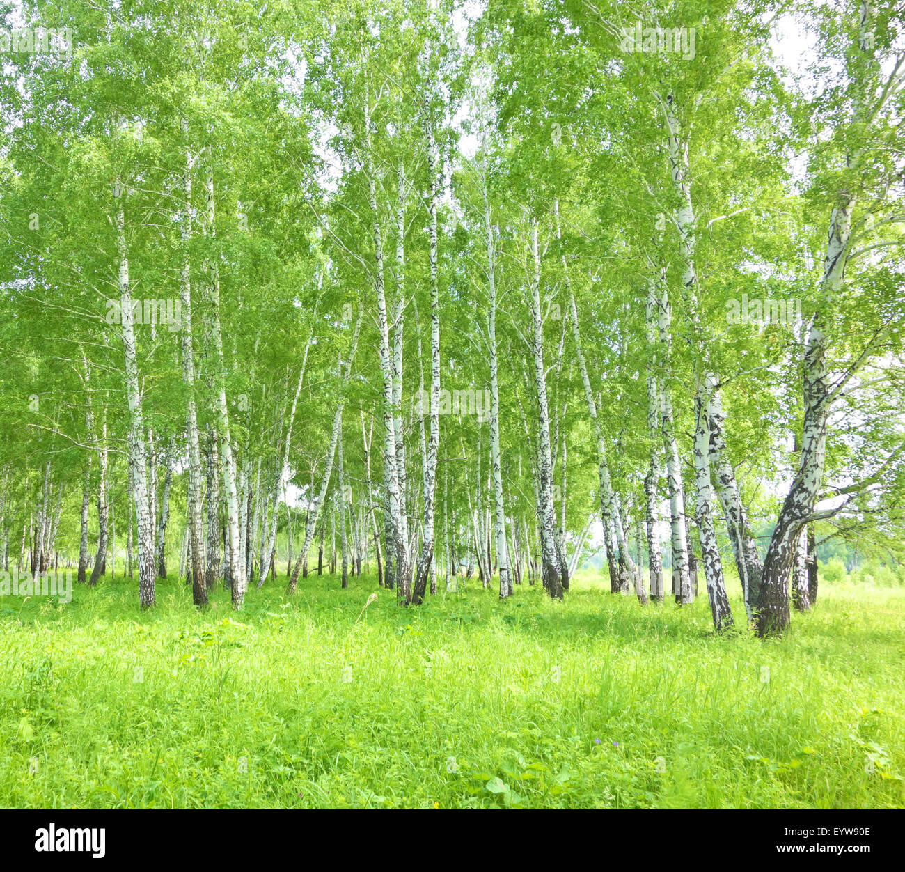 summer birch forest Stock Photo - Alamy