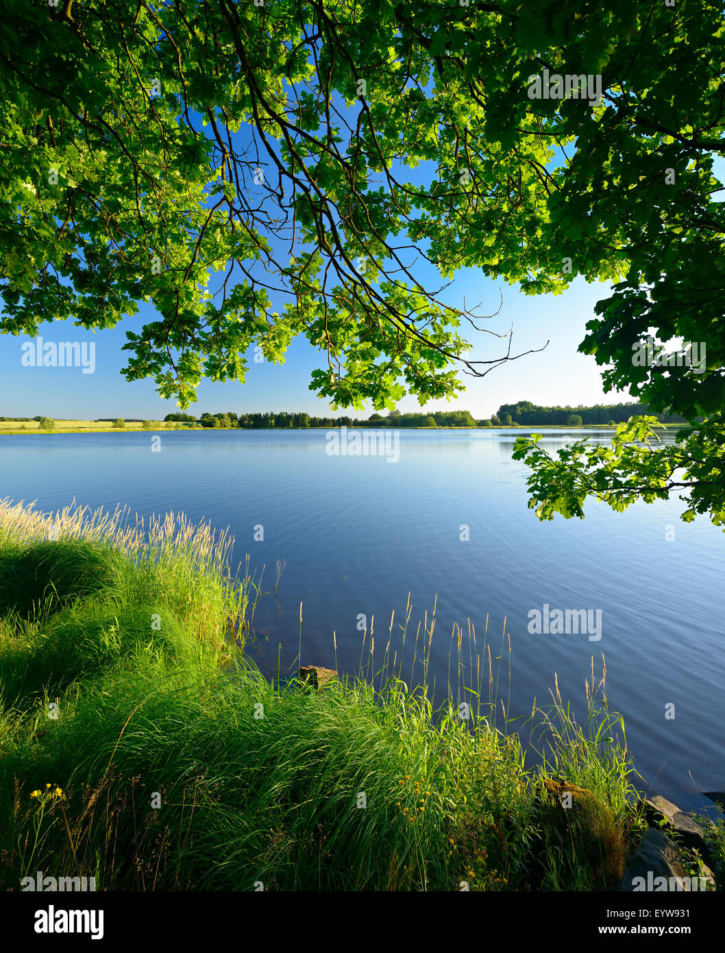 Neuer Teich pond in Plothen Ponds area, Thüringer Schiefergebirge Obere Saale Nature Park, Saale-Orla district, Thuringia Stock Photo