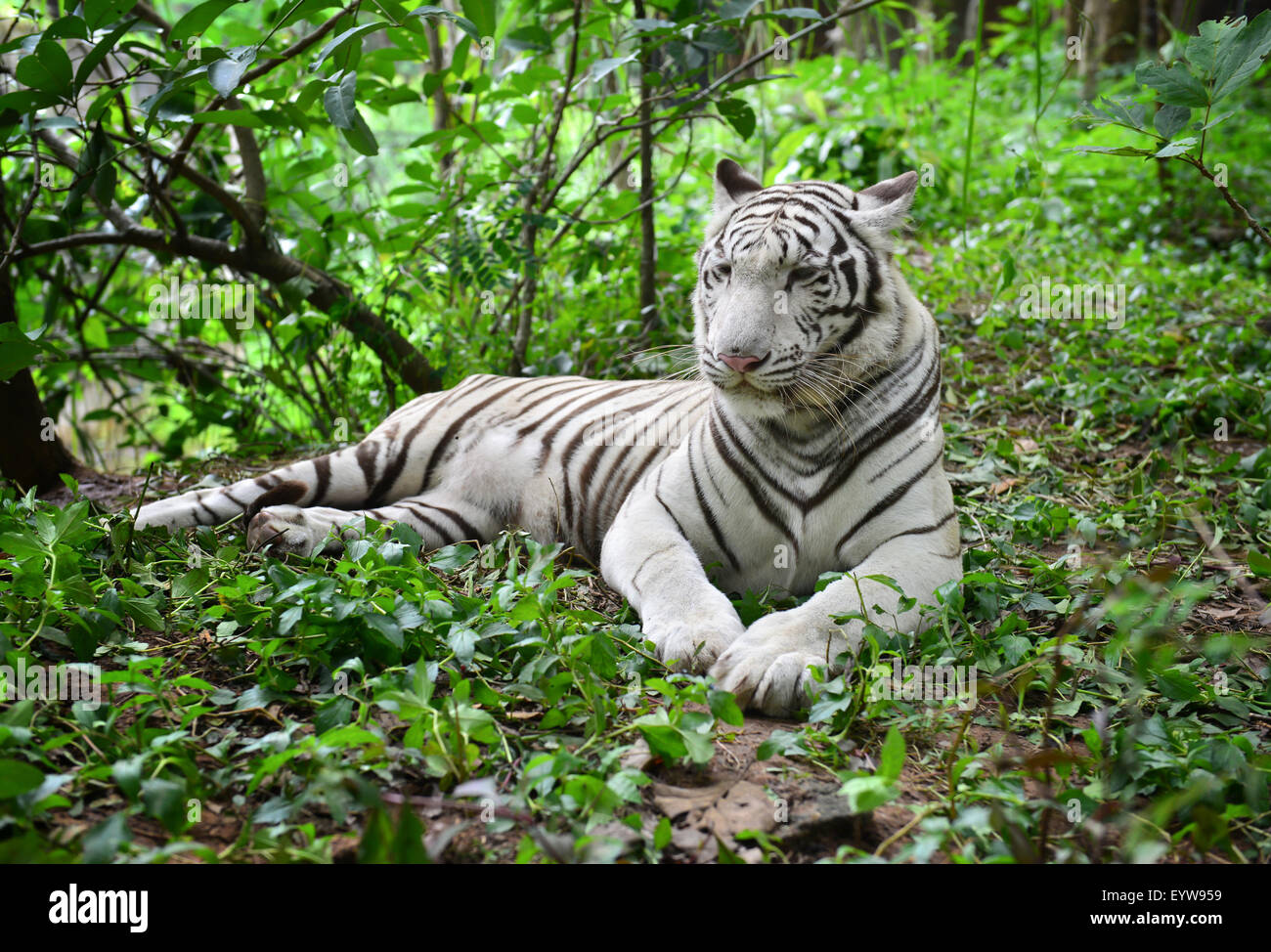 female white bengal tiger resting in nature Stock Photo - Alamy
