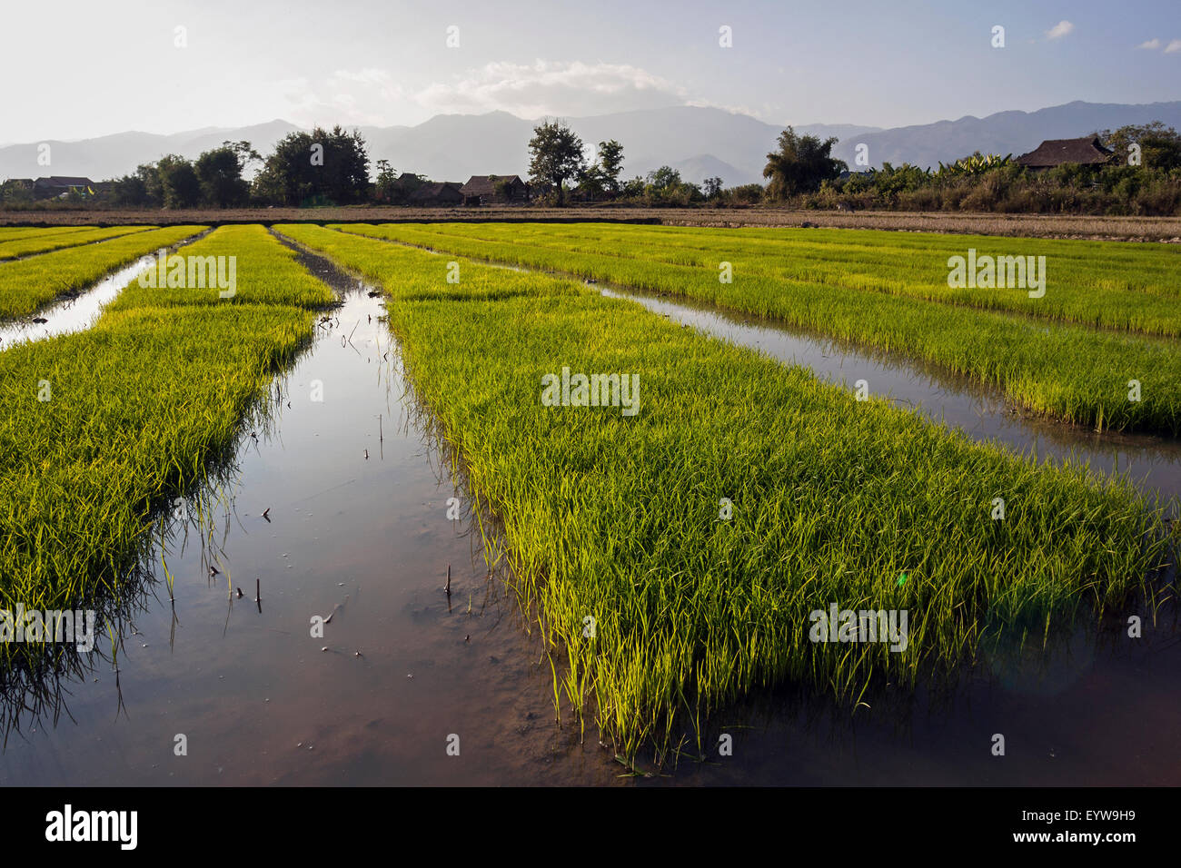 Myanmar Rice Paddy Rice paddies in the evening light, near Pin tauk, Shan State, Golden ...