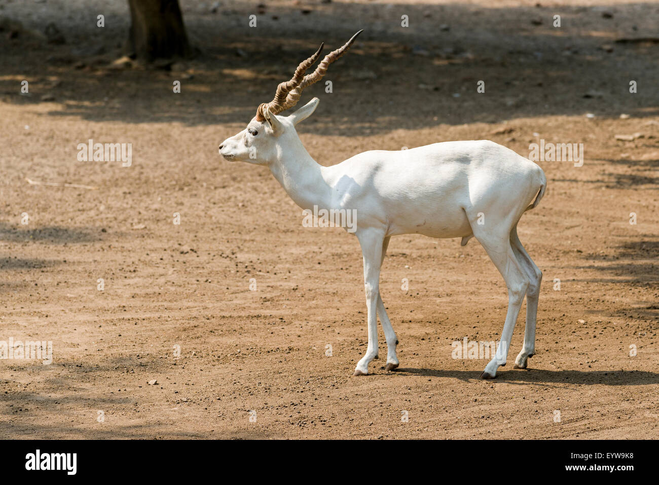 A male White Buck (Antilope cervicarpa), zoo, New Delhi, India Stock Photo