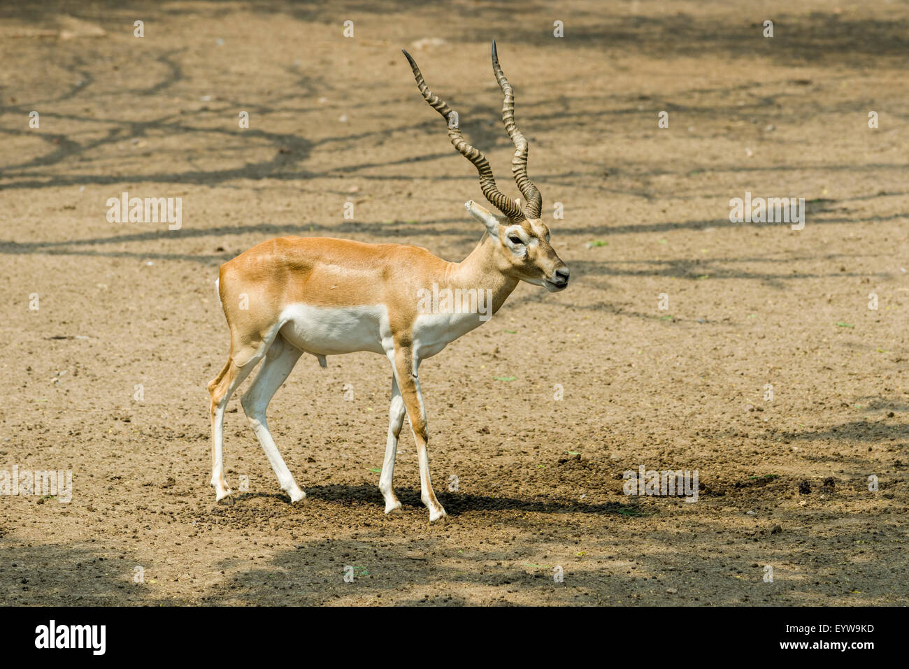 A male Black Buck (Antilope cervicarpa), zoo, New Delhi, India Stock Photo
