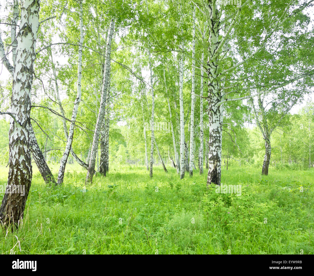 summer birch forest Stock Photo - Alamy