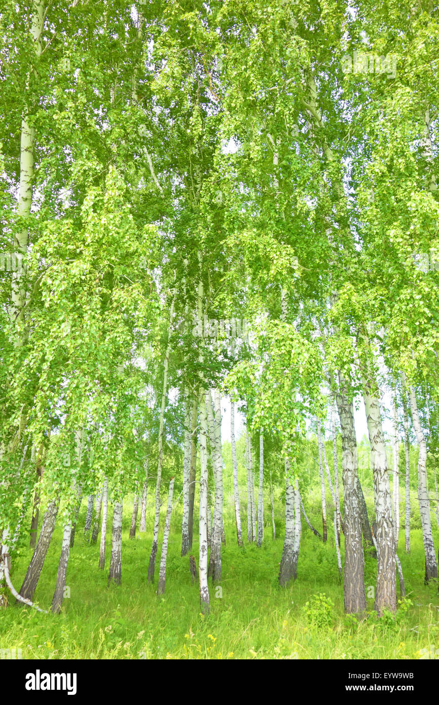 summer birch forest Stock Photo - Alamy