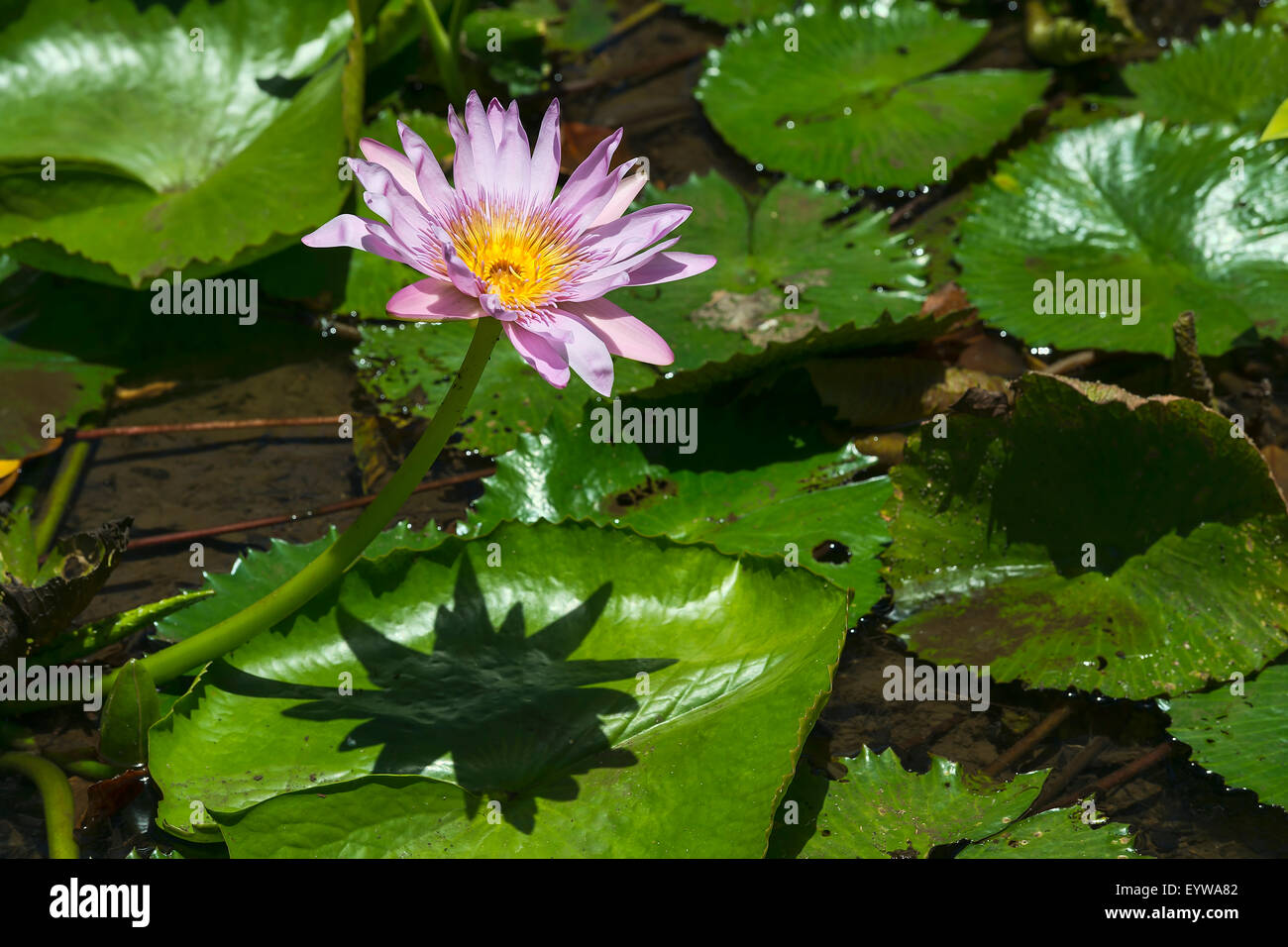 Lotus flower (Nelumbo sp.), Mauritius Stock Photo