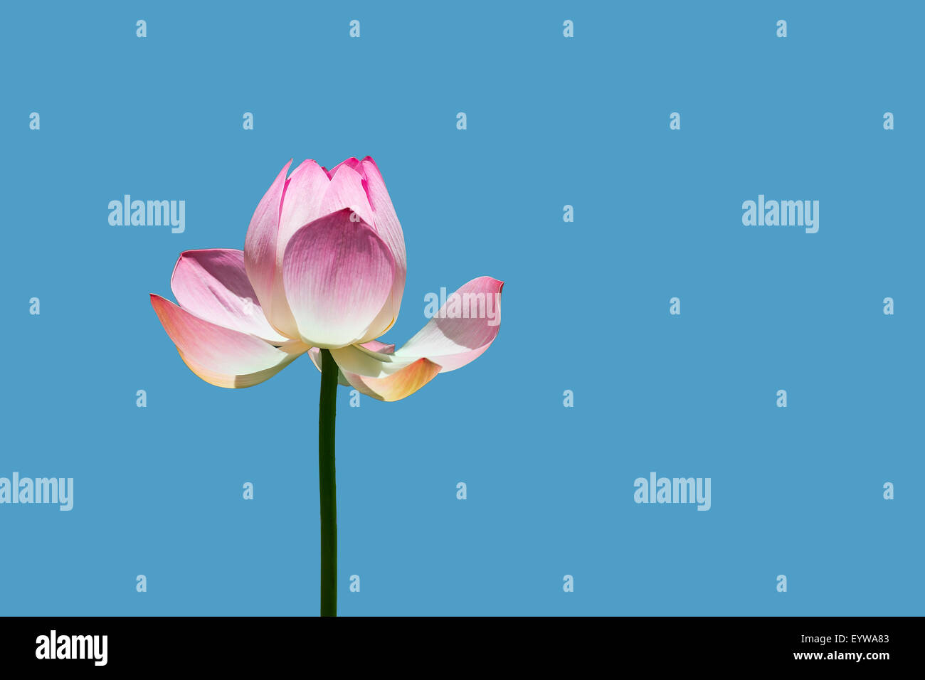 Lotus flower (Nelumbo sp.) against blue Stock Photo