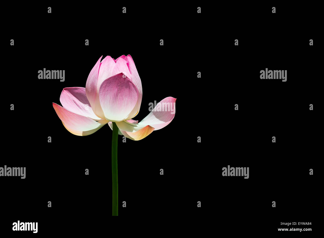 Lotus flower (Nelumbo sp.) against black Stock Photo