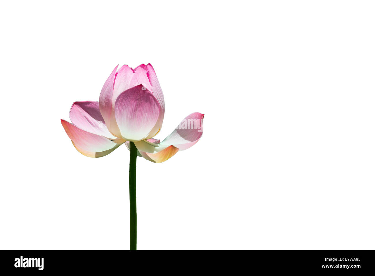 Lotus flower (Nelumbo sp.) Stock Photo