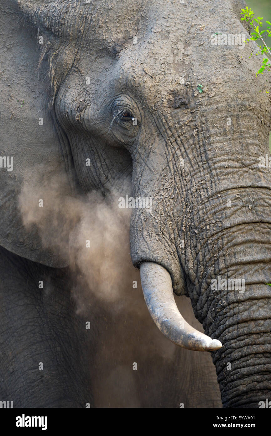 African bull elephant throwing hi-res stock photography and images - Alamy