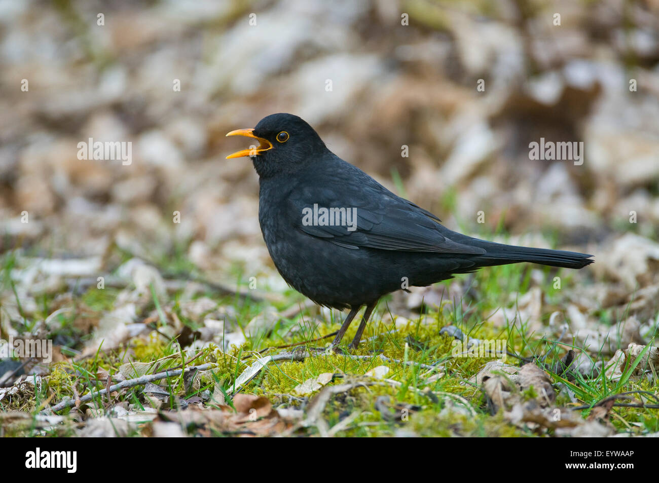 Blackbird (Turdus merula), male, calling, Thuringia, Germany Stock Photo