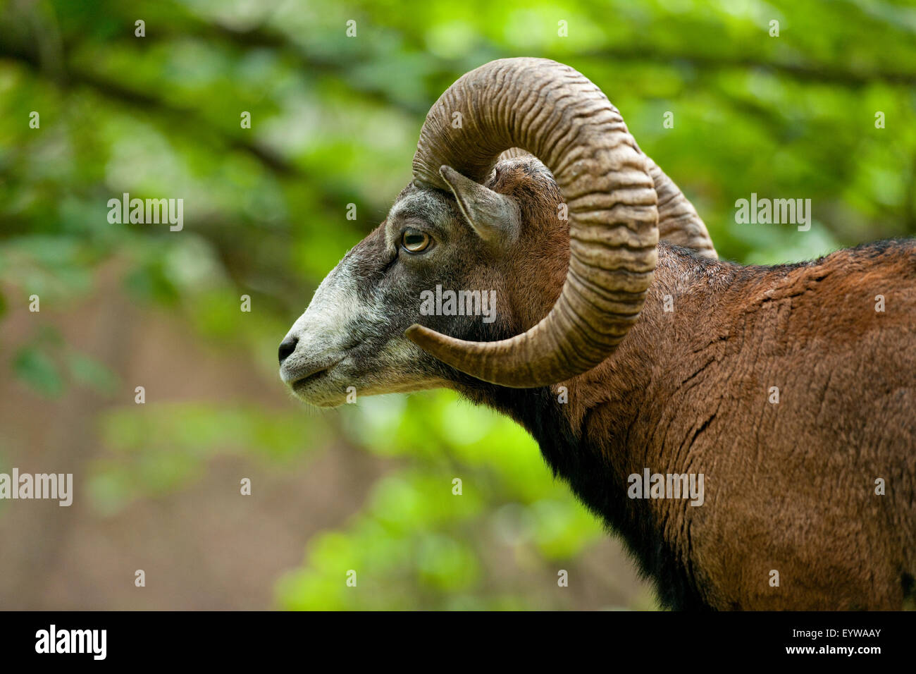 Mouflon (Ovis ammon musimon), ram, captive, Saxony, Germany Stock Photo