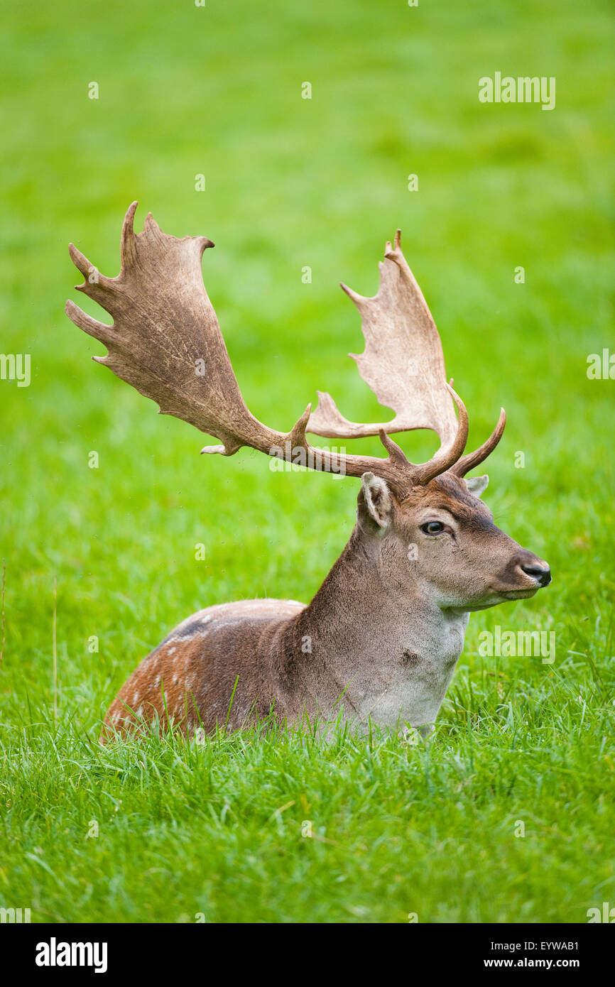 Fallow Deer (Dama dama), fallow buck, resting in a meadow, captive, Bavaria, Germany Stock Photo