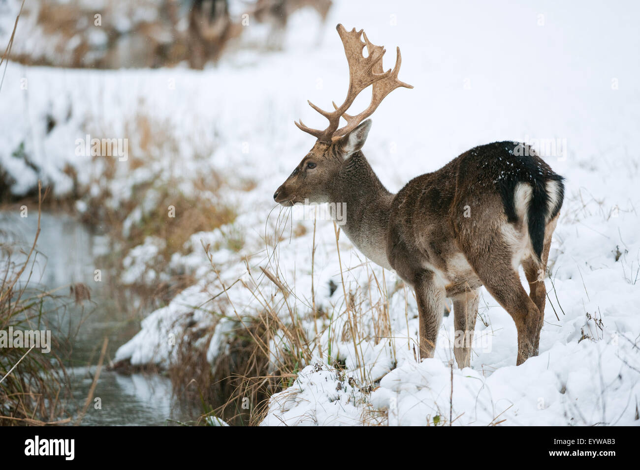 Fallow Deer (Dama dama) standing in the snow, feeding on grass, captive, Bavaria, Germany Stock Photo