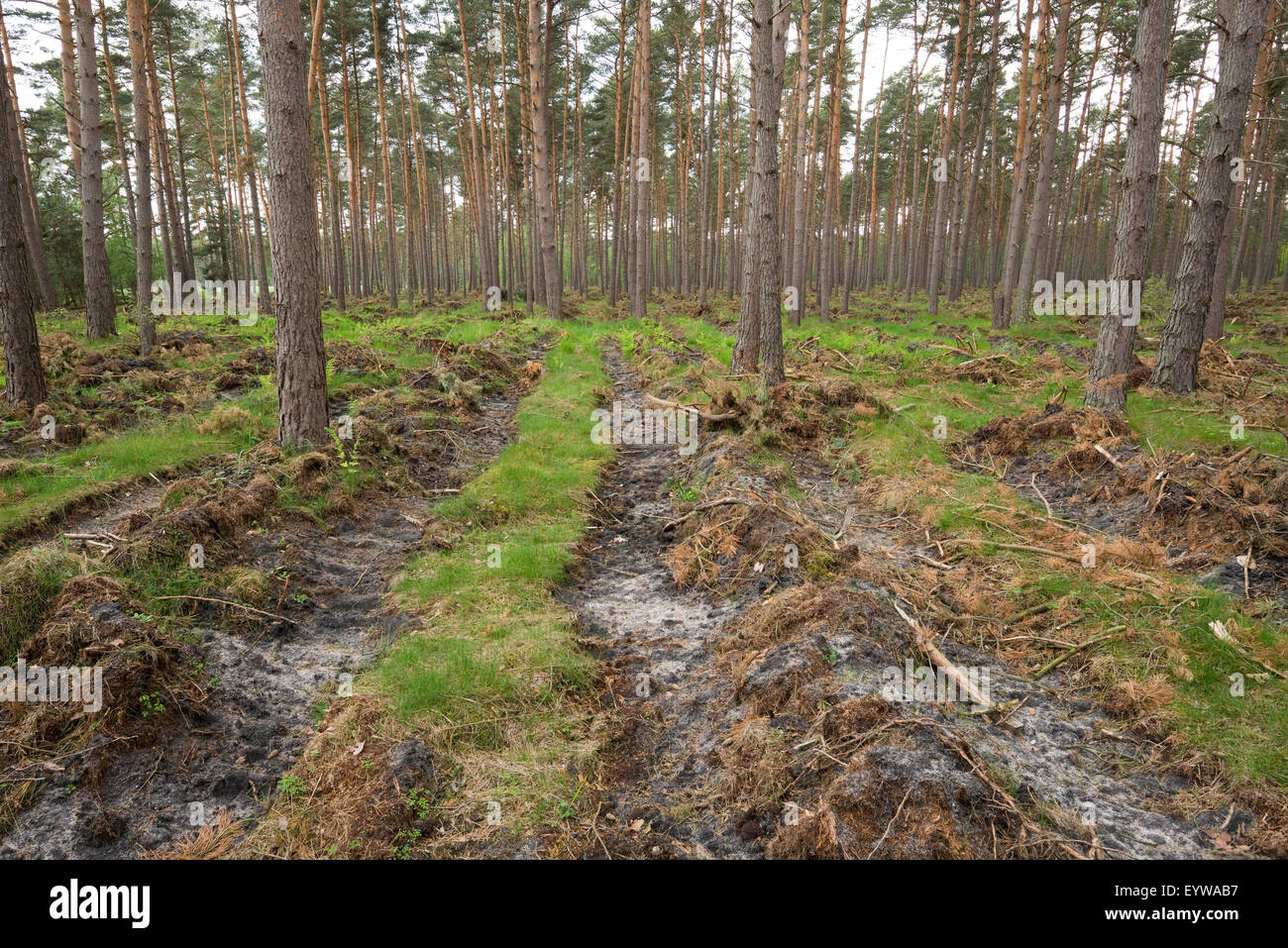 Soil preparation for natural regeneration, exposing the mineral soil in a pine forest, Pines (Pinus sylvestris), Lower Saxony Stock Photo