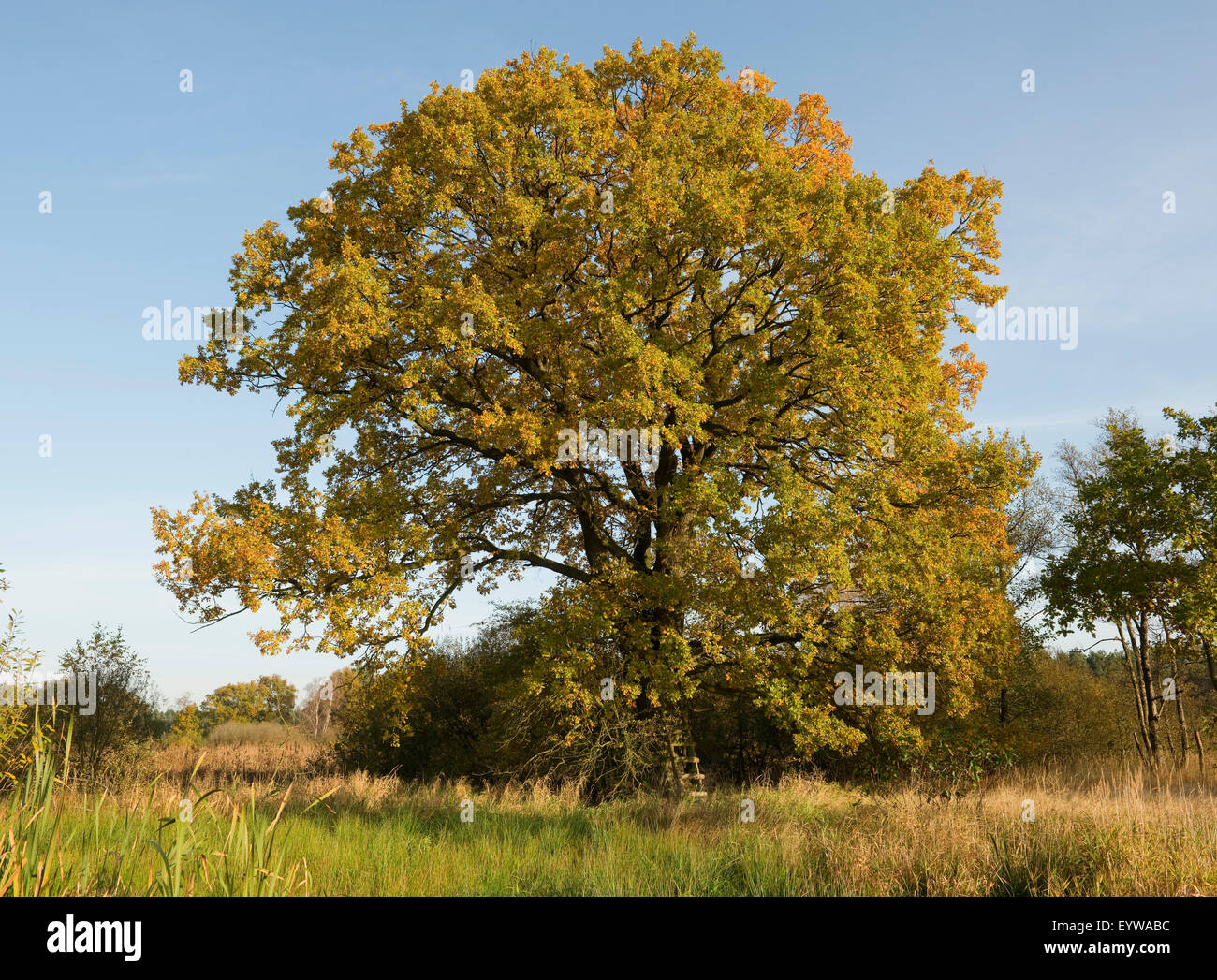 English Oak (Quercus robur) in autumn, Düpenwiesen nature reserve, Lower Saxony, Germany Stock Photo