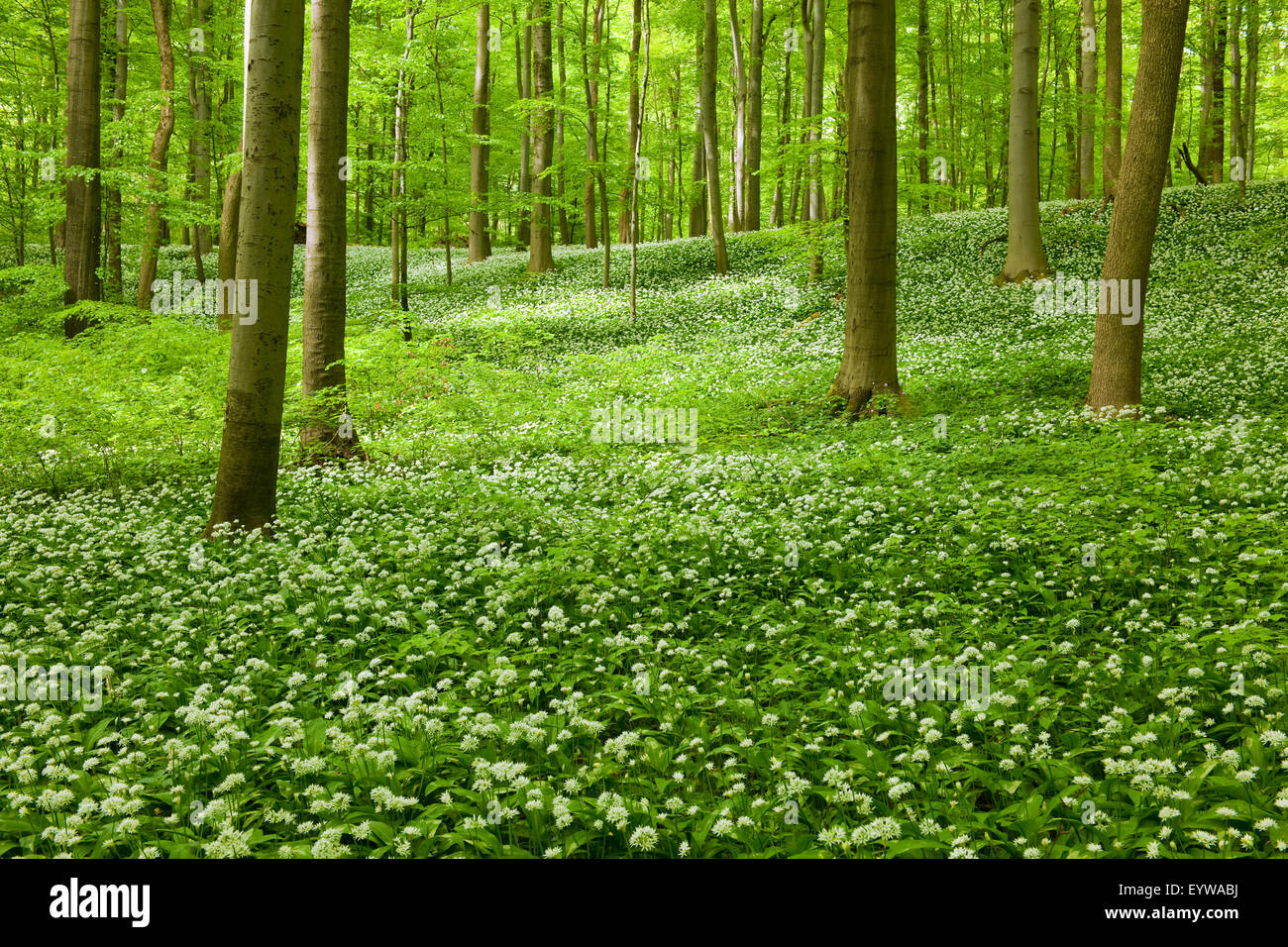 Common Beech forest (Fagus sylvatica) with flowering Wild Garlic (Allium ursinum), Hainich National Park, Thuringia, Germany Stock Photo