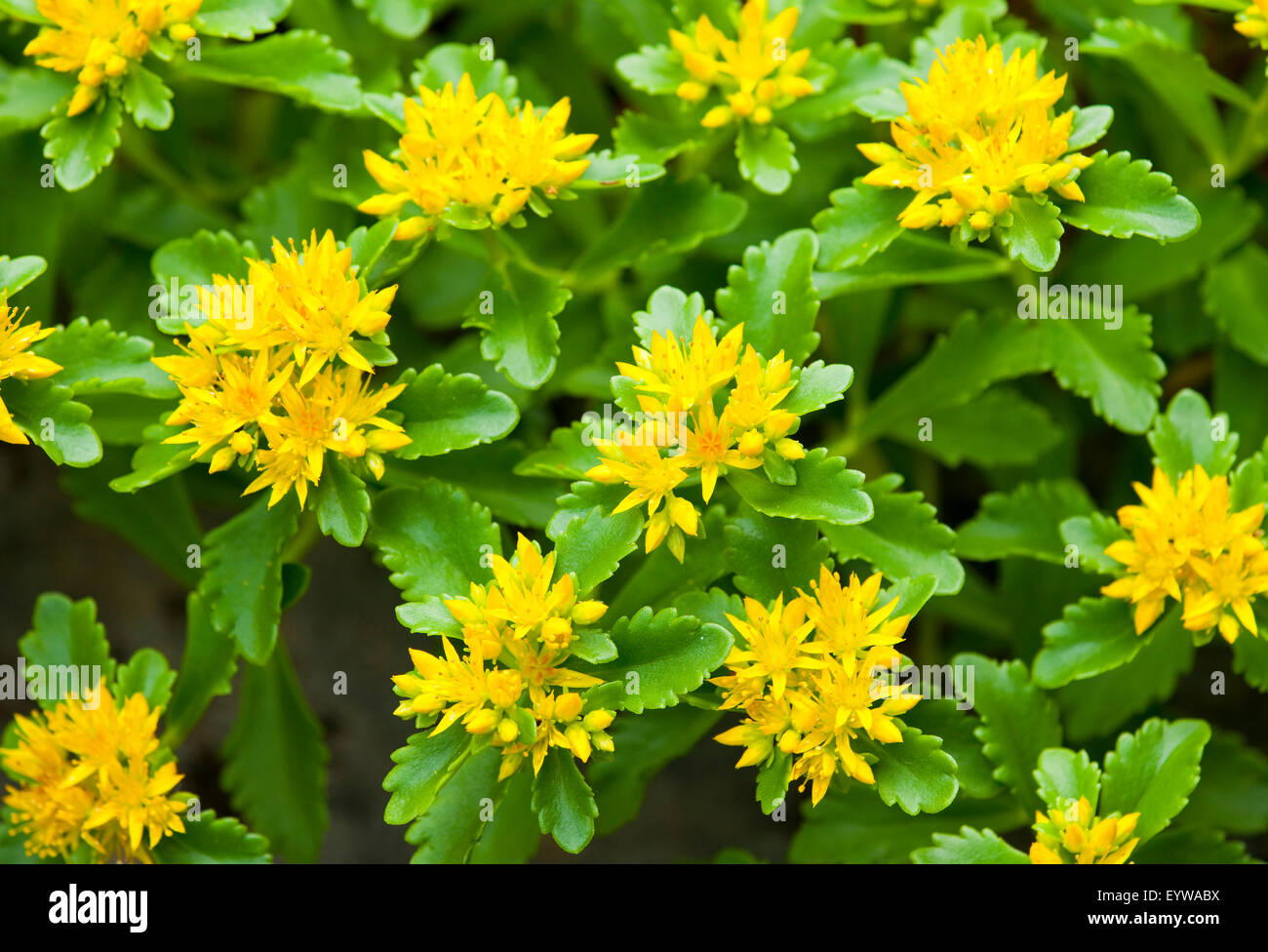Aizoon Stonecrop (Phedimus aizoon, Sedum aizoon), flowering Stock Photo ...