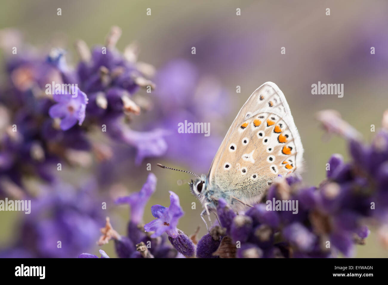Common Blue butterfly on lavender flowers when it has its wings open it almost looks like part of the flower Stock Photo